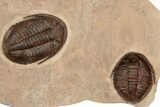 Two Asaphid Trilobites (One Dorsal, One Ventral) - Taouz, Morocco #189681-3